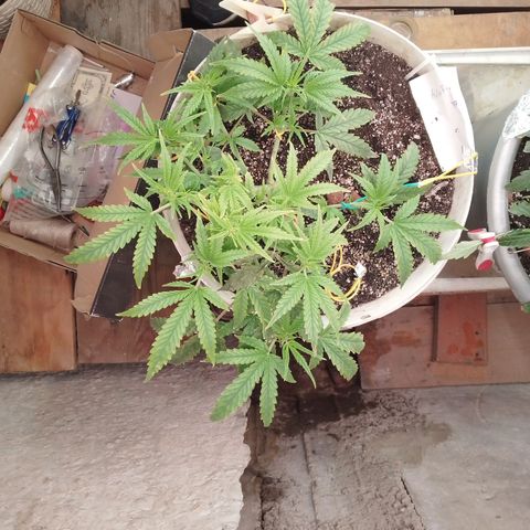 N.L growlog timeline photo