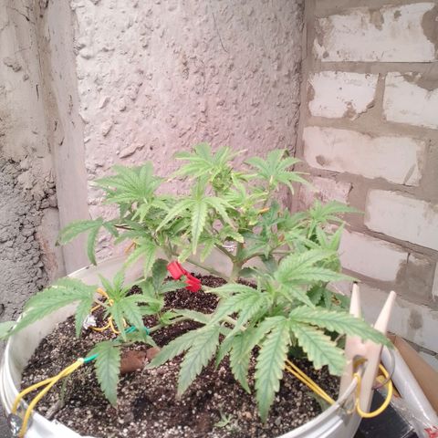 N.L growlog timeline photo