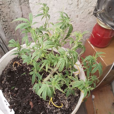 N.L growlog timeline photo