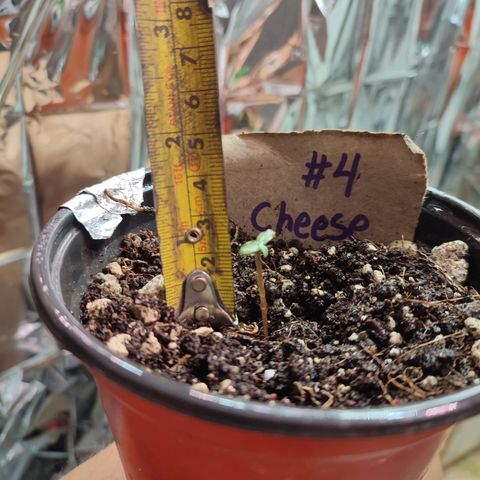 Auto Cheese XXL growlog timeline photo