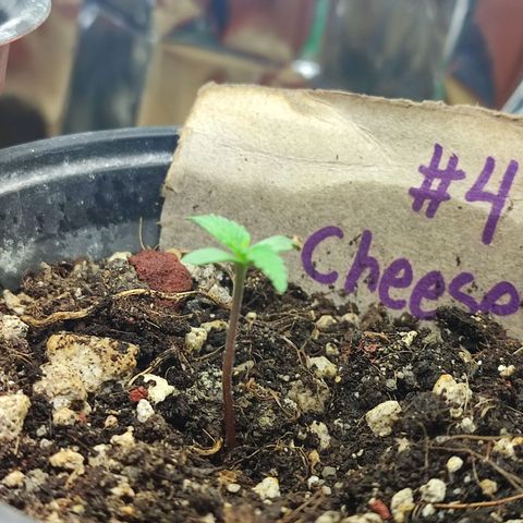 Auto Cheese XXL growlog timeline photo