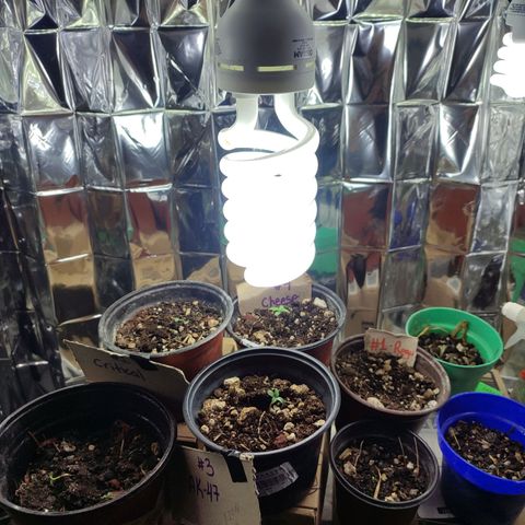 Auto Cheese XXL growlog photo: Cambio de foco a potencia alta y calor cerca 