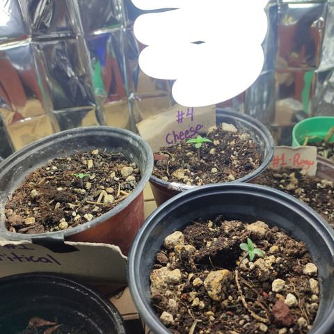 Auto Cheese XXL growlog photo: Cambio de foco a potencia alta y calor cerca 