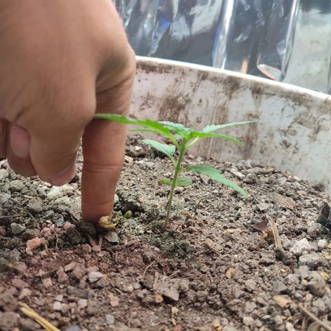 Auto Cheese XXL growlog photo: Seguimiento de crecimiento 
Buen crecimiento solo empatado por la AK 