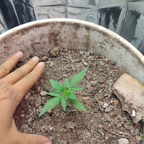 Auto Cheese XXL growlog photo: Seguimiento de crecimiento 
Buen crecimiento solo empatado por la AK 