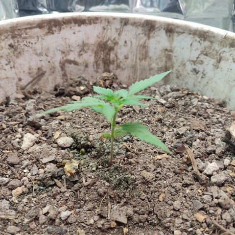 Auto Cheese XXL growlog photo: Seguimiento de crecimiento 
Buen crecimiento solo empatado por la AK 