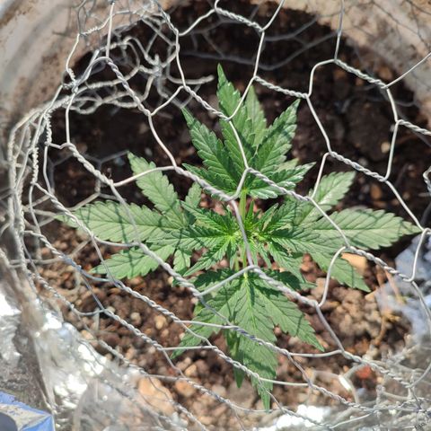 Auto Cheese XXL growlog timeline photo