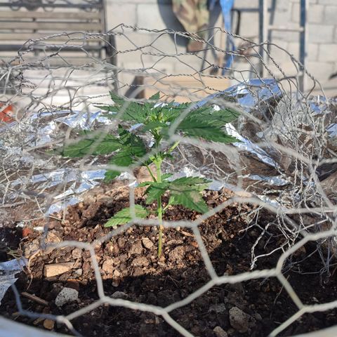 Auto Cheese XXL growlog timeline photo