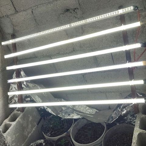 Auto Cheese XXL growlog photo: Luz