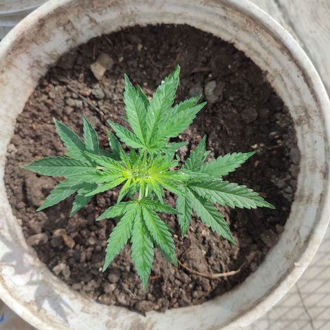 Auto Cheese XXL growlog photo: Buen crecimiento 
