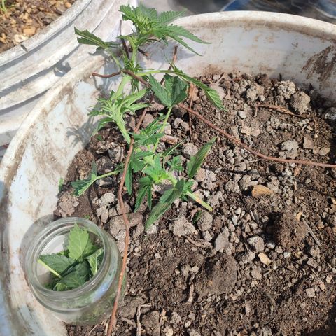Auto Cheese XXL growlog timeline photo