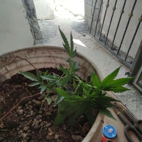 Auto Cheese XXL growlog timeline photo