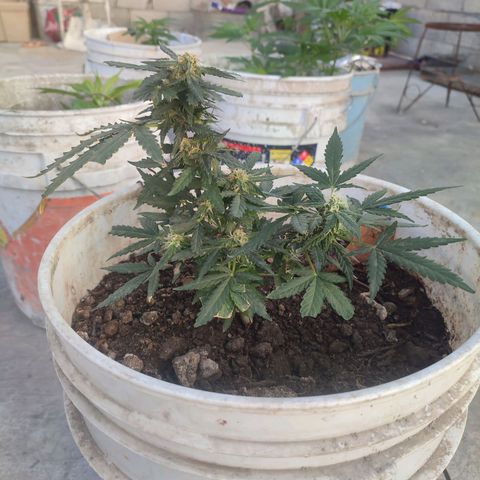 Auto Cheese XXL growlog photo: Se le libero del LST 