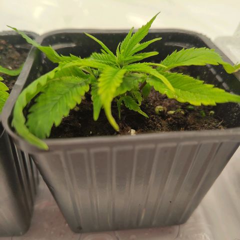 Sturmtief SABINE growlog timeline photo