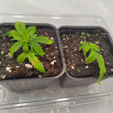 Sturmtief SABINE growlog timeline photo