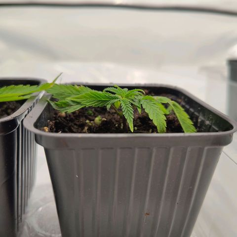Sturmtief SABINE growlog timeline photo