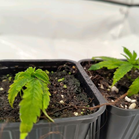 Sturmtief SABINE growlog timeline photo