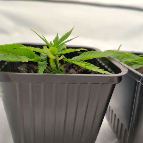 Sturmtief SABINE growlog timeline photo