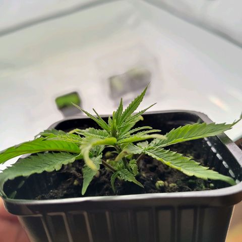 Sturmtief SABINE growlog timeline photo