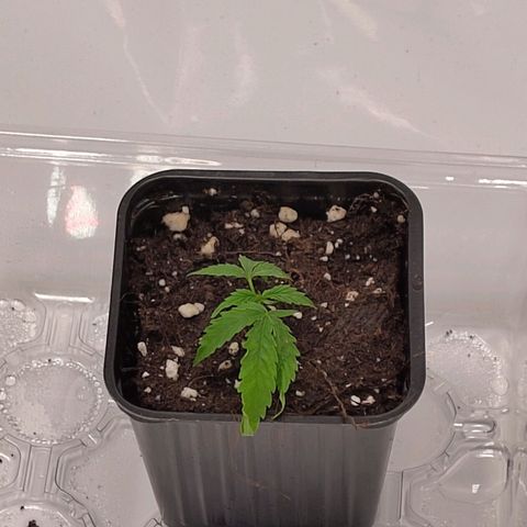 Sturmtief SABINE growlog timeline photo