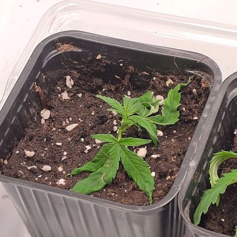 Sturmtief SABINE growlog timeline photo
