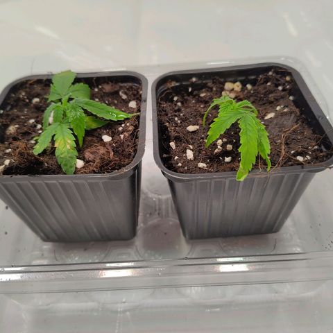 Sturmtief SABINE growlog timeline photo