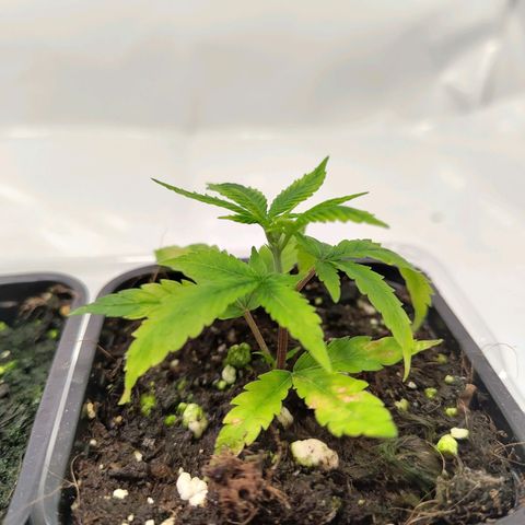 Sturmtief SABINE growlog timeline photo