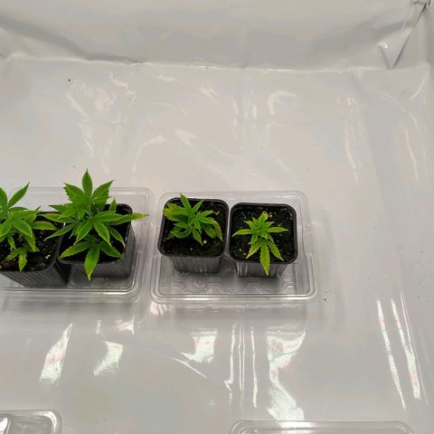 Sturmtief SABINE growlog timeline photo