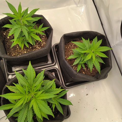 Sturmtief SABINE growlog timeline photo