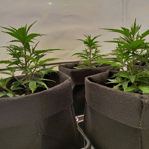 Sturmtief SABINE growlog timeline photo