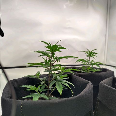 Sturmtief SABINE growlog timeline photo