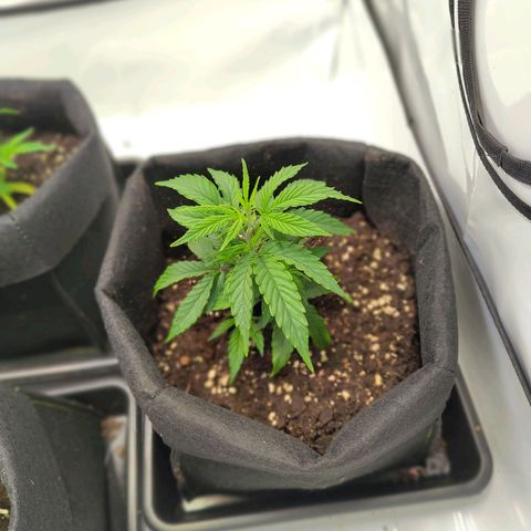 Sturmtief SABINE growlog timeline photo
