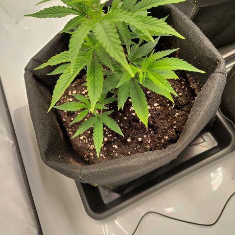 Sturmtief SABINE growlog timeline photo