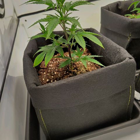 Sturmtief SABINE growlog timeline photo