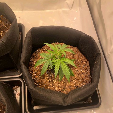 Sturmtief SABINE growlog timeline photo