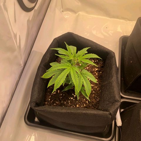 Sturmtief SABINE growlog timeline photo