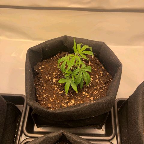 Sturmtief SABINE growlog timeline photo