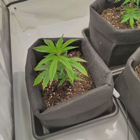 Sturmtief SABINE growlog timeline photo