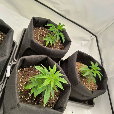 Sturmtief SABINE growlog timeline photo
