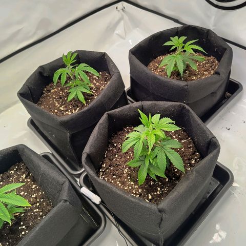 Sturmtief SABINE growlog timeline photo