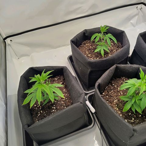 Sturmtief SABINE growlog timeline photo