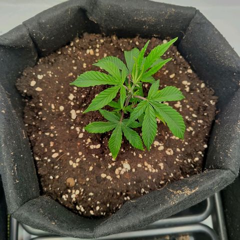 Sturmtief SABINE growlog timeline photo