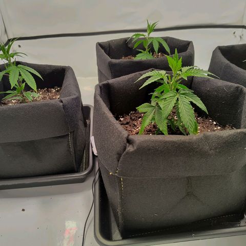 Sturmtief SABINE growlog timeline photo