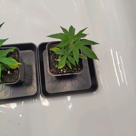 Sturmtief SABINE growlog timeline photo