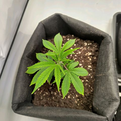 Sturmtief SABINE growlog timeline photo