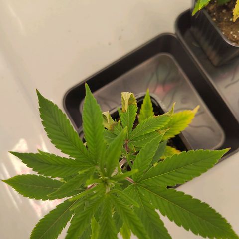 Sturmtief SABINE growlog timeline photo