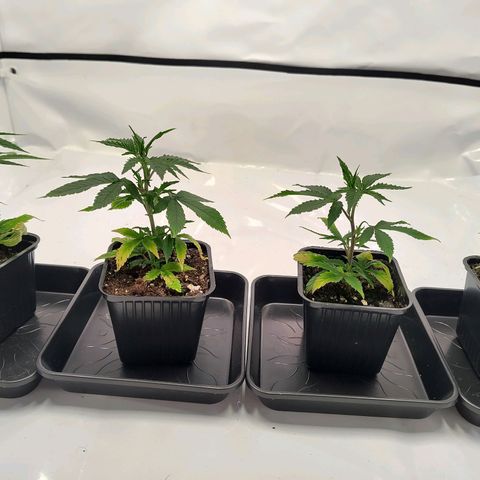 Sturmtief SABINE growlog timeline photo