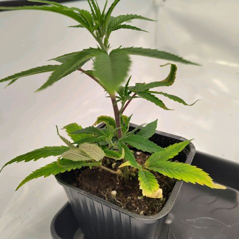 Sturmtief SABINE growlog timeline photo