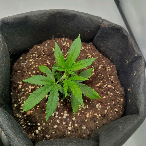 Sturmtief SABINE growlog timeline photo