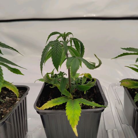 Sturmtief SABINE growlog timeline photo
